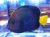 Blue Spotted Angel | Chaetodontoplus caeruleopunctatus (5")