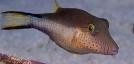 Blue Dot Puffer