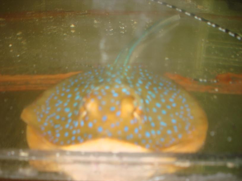 Blue Spotted Stingray-(6-8" disk)