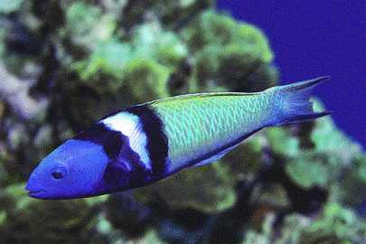 Blue Headed Wrasse