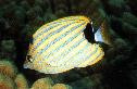Blue Striped Butterfly