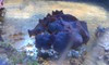 Purple Mushroom Colony (Tonga)