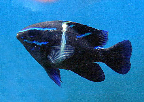 Blue Velvet Damsel