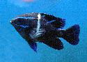Blue Velvet Damsel