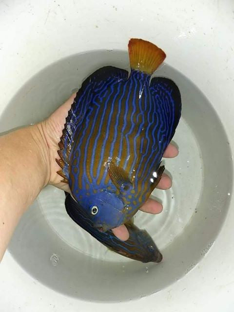 Blue Line Angel (Blue Face) | Chaetodontoplus Septentrionalis (6")