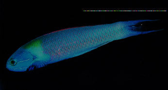 Bluntheaded Wrasse-6"