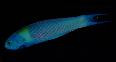 Bluntheaded Wrasse-6"