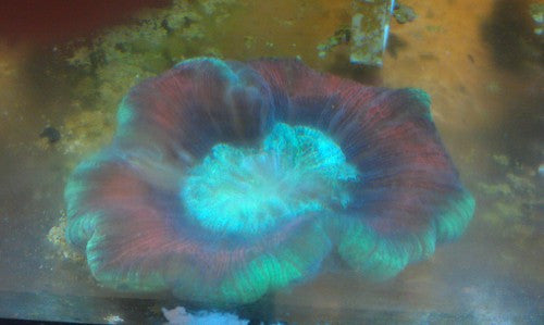 Brain Coral, Trachyphyllia