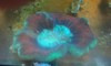 Brain Coral, Trachyphyllia
