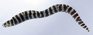 Banded Moray Eel