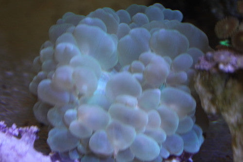 Green Bubble Coral (3"+)-Plerogyra Sinuosa