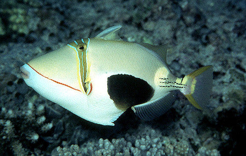 Bursa Triggerfish-3"