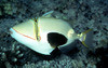 Bursa Triggerfish-3"