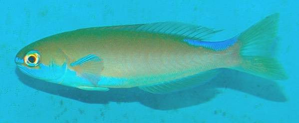 Juv Chameleon (flashing) Tilefish