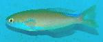 Juv Chameleon (flashing) Tilefish