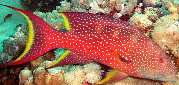 Cherry Grouper (8" )