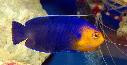 Cherub Pygmy Angelfish