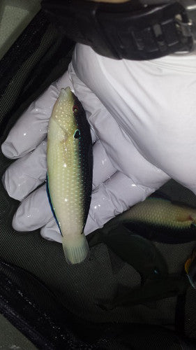 Pearl (China) Wrasse | Anampses neoguinaicus (3-5")