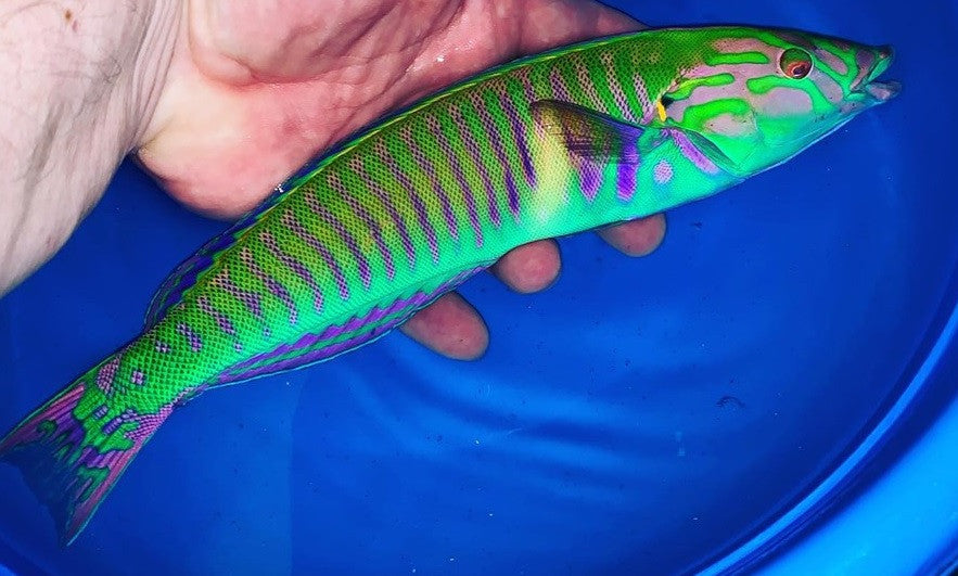 Supermale Cigar Wrasse (12")