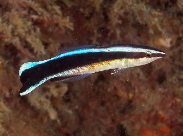 Bluestreak Cleaner Wrasse - XXL