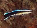 Bluestreak Cleaner Wrasse - XXL