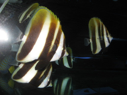 Australian High Fin Butterfly