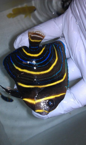 Cortez Angel (3-4" Juvenile)