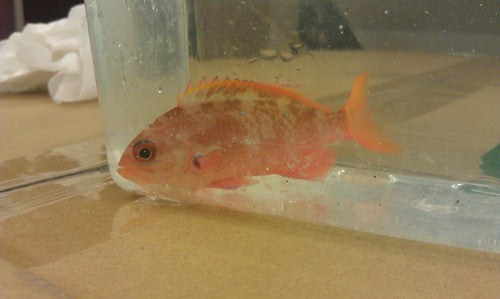 Cortez Anthias