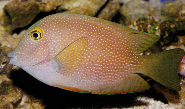 Blue Spot Bristletooth Tang (3-4")