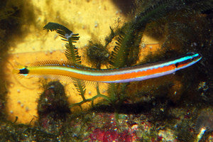 Curious Wormfish