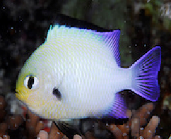 Red Sea Half Moon Damsel | Dascyllus marginatus