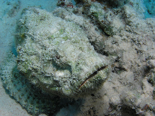 Devil Scorpionfish