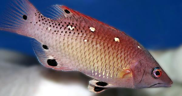Diana's Hogfish