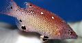 Diana's Hogfish