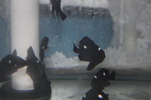 Domino (3 spot) Damsel