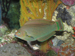 Dusky Wrasse