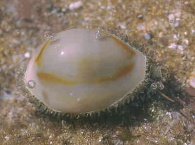 Dwarf Cowrie