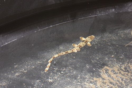 Epaulette Shark 10-12” -Australia