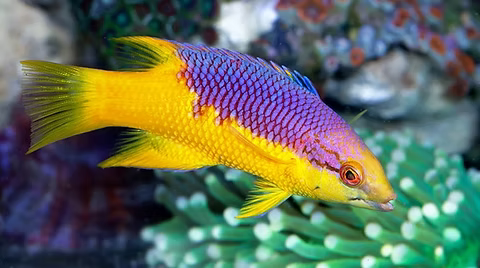 Spanish Hogfish-2-3"