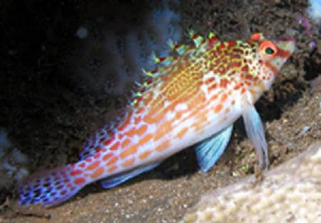 Falco (Pygmy) Hawkfish