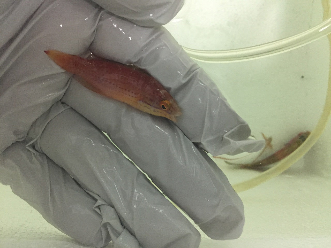 Katoi Fairy Wrasse- (CIrrhilabrus Katoi)-Female