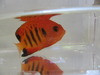 Vanuatu Flame Angel | Centropyge loriculus