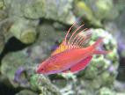 Blue Flasher Wrasse