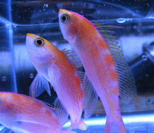 Red Saddled (flavogutatus) Anthias
