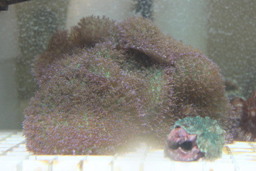 Frilly Purple Mushroom Colony