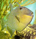 Blue-Lined (Fuscus) Triggerfish