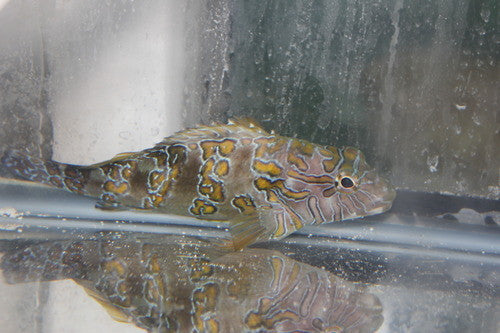 Giant Hawkfish-10-12"