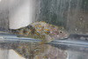 Giant Hawkfish-10-12"
