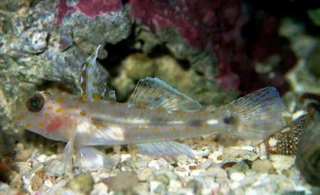Glass Goby