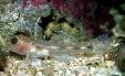 Glass Goby
